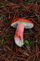 Russula rhodocephala