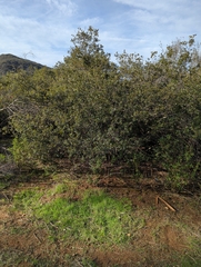 Quercus berberidifolia × engelmannii