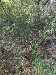 Quercus berberidifolia × engelmannii