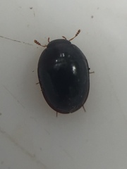 Dactylosternum marginale