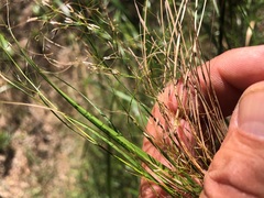 Austrostipa ramosissima