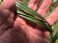 Austrostipa ramosissima