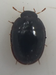 Dactylosternum marginale