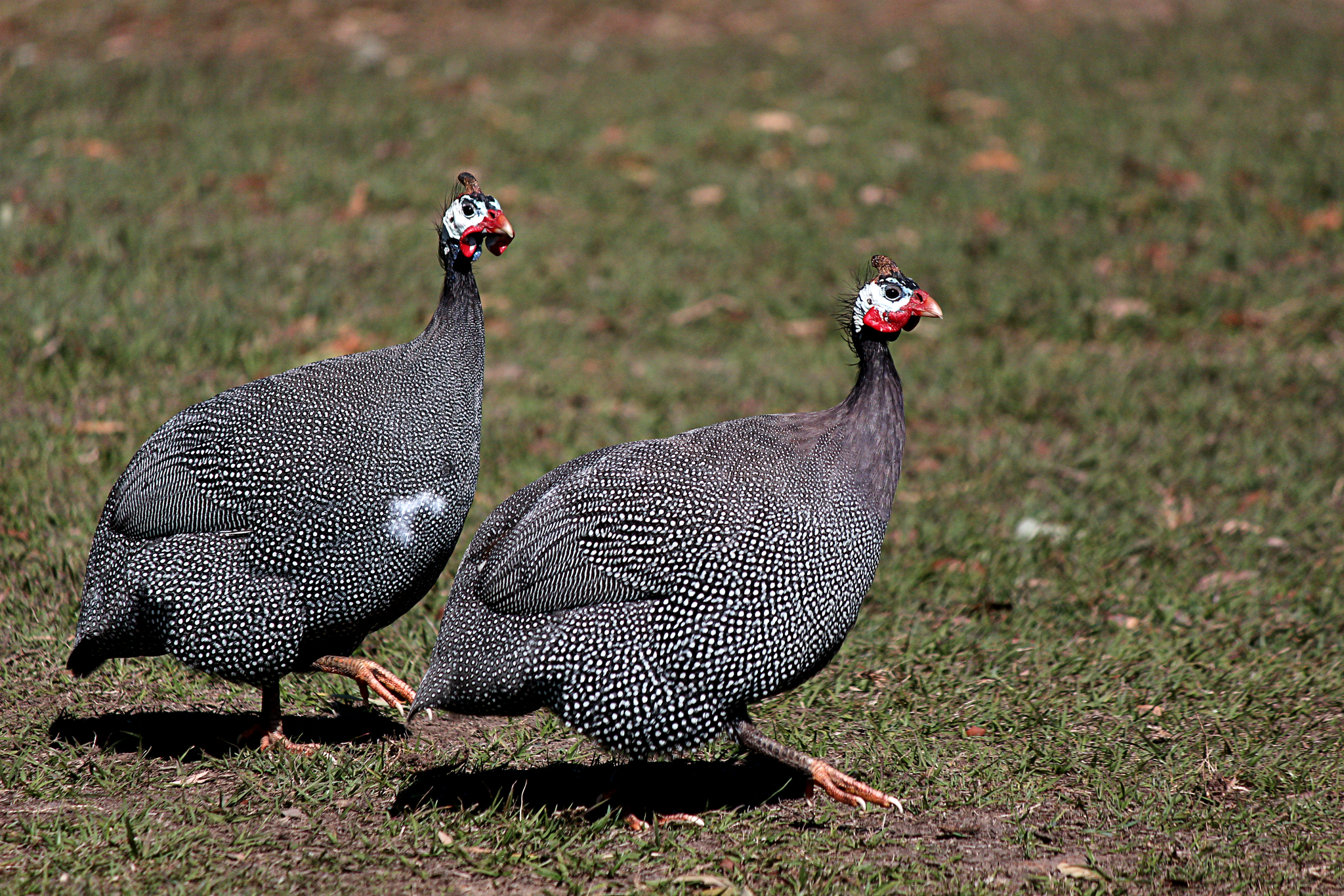 Helmeted Guineafowl