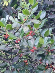 Ilex perado perado