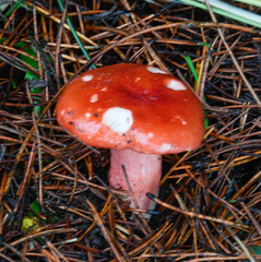 Russula rhodocephala