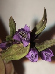 Gentianaceae