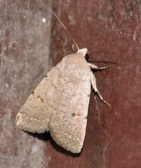 Caradrina aspersa