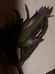 Gentianaceae