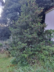 Ilex perado perado