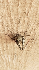 Spharagemon cristatum