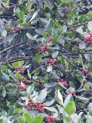 Ilex perado perado