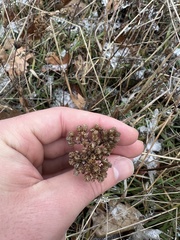Achillea millefolium