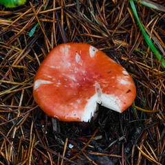 Russula rhodocephala