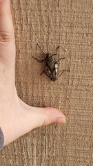 Spharagemon cristatum