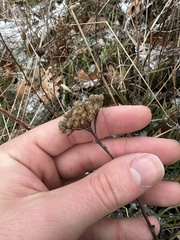 Achillea millefolium