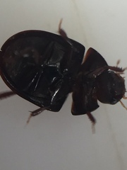 Dactylosternum marginale