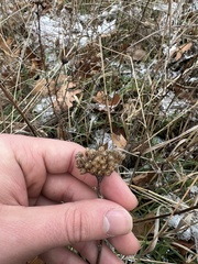 Achillea millefolium