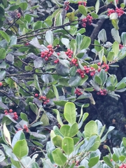Ilex perado perado
