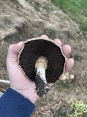 Leucoagaricus barssii