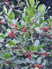 Ilex perado perado