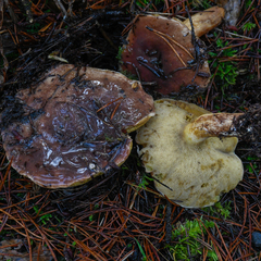 Suillus quiescens