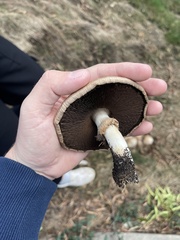 Leucoagaricus barssii