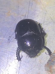 Geotrupes blackburnii