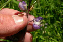Lupinus oreganus