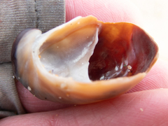 Crepidula onyx
