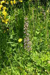 Lupinus oreganus