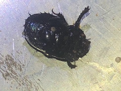 Geotrupes blackburnii