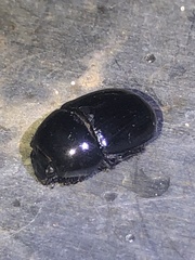 Geotrupes blackburnii