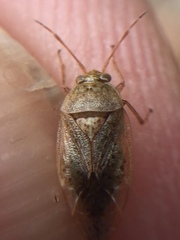 Romna pallida
