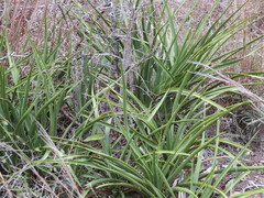 Yucca rupicola
