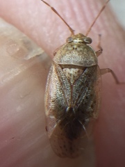 Romna pallida