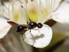 Parapalaeosepsis plebeia