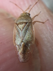 Romna pallida