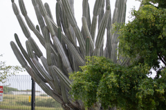 Cereus repandus