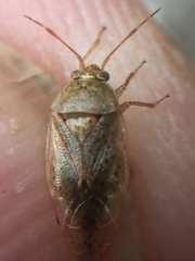 Romna pallida