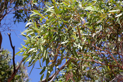 Eucalyptus gracilis