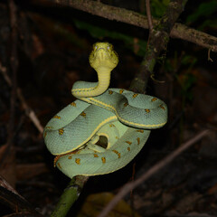 Bothrops bilineatus