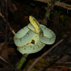 Bothrops bilineatus