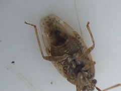 Romna pallida