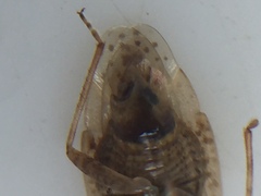 Romna pallida