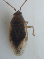 Romna pallida