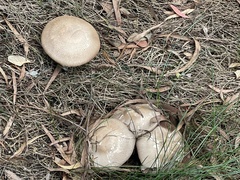 Leucoagaricus barssii