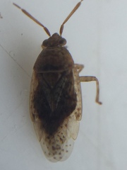 Romna pallida