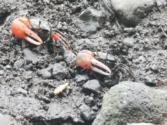 Paraleptuca crassipes