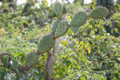 Opuntia caracassana